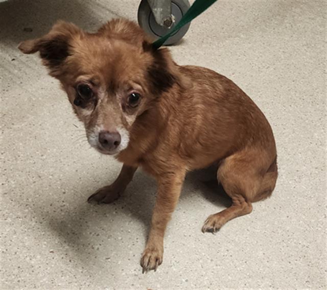 Shelter Stray Female Dog last seen Near BLOCK E CALIFORNIA AVE, BAKERSFIELD CA 93307, Bakersfield, CA 93308