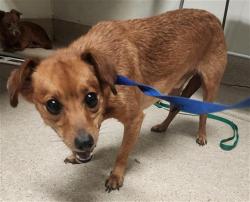 Shelter Stray Male Dog last seen Near BLOCK E CALIFORNIA AVE, BAKERSFIELD CA 93307, Bakersfield, CA 93308