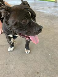 Shelter Stray Male Dog last seen Near BLOCK E DUNKIN ST, WICHITA KS 67210, Wichita, KS 67219