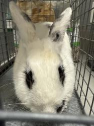 Shelter Stray Female Other last seen Near BLOCK E SUNSET RD, LAS VEGAS NV 89120, Las Vegas, NV 89101
