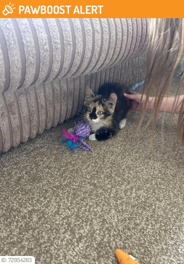 Found/Stray Female Cat last seen Road, Wincobank, England S9