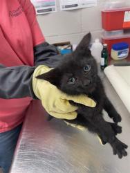 Shelter Stray Unknown Cat last seen Near BLOCK TOWERY RD, Shelby, NC 28150