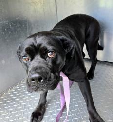 Shelter Stray Female Dog last seen Near BLOCK SARRAT DR SHELBY, NC 28150, Shelby, NC 28150