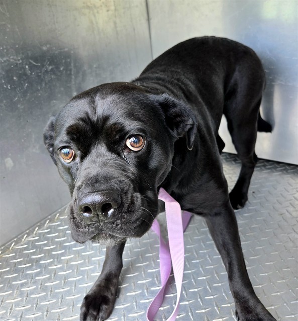 Shelter Stray Female Dog last seen Near BLOCK SARRAT DR SHELBY, NC 28150, Shelby, NC 28150