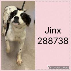 Shelter Stray Female Dog last seen HALLWOOD CIRCLE, Macon, GA 31216