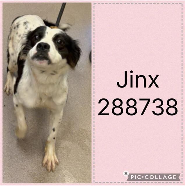 Shelter Stray Female Dog last seen HALLWOOD CIRCLE, Macon, GA 31216