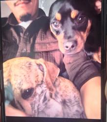 Lost Unknown Dog last seen Zarzamora, San Antonio, TX 78224