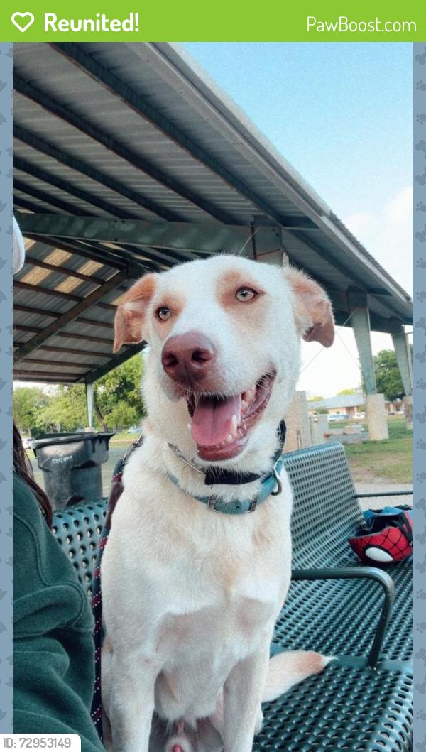 Reunited Male Dog last seen Roatler and Hillcrest , Frisco, TX 75035