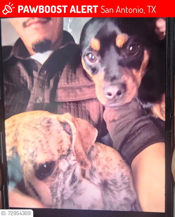 Lost Unknown Dog last seen Zarzamora, San Antonio, TX 78224