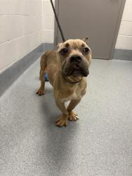 Shelter Stray Male Dog last seen LAWRENCE, Indianapolis, IN 46221