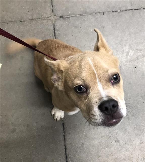 Shelter Stray Male Dog last seen Near BLOCK W SHIELDS AVE, FRESNO CA 93705 3135, Fresno, CA 93727