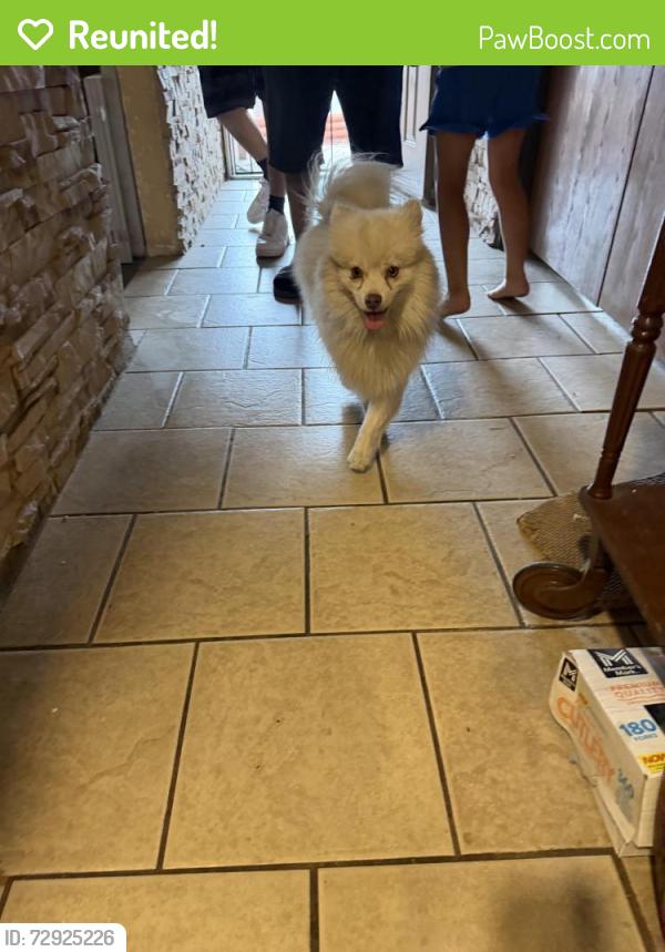 Reunited Unknown Dog last seen 59th and fortuna, Albuquerque, NM 87105