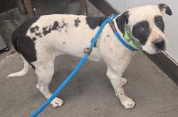 Shelter Stray Female Dog last seen , Tucson, AZ 85745