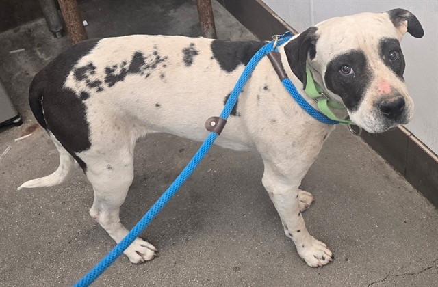 Shelter Stray Female Dog last seen , Tucson, AZ 85745