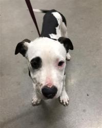 Shelter Stray Male Dog last seen Near BLOCK E KEARNEY BLVD, FRESNO CA 93706 3027, Fresno, CA 93727