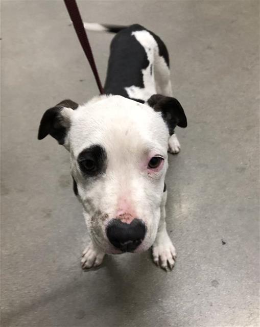 Shelter Stray Male Dog last seen Near BLOCK E KEARNEY BLVD, FRESNO CA 93706 3027, Fresno, CA 93727