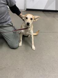 Shelter Stray Male Dog last seen Near BLOCK E FREMONT AVE, FRESNO CA 93710 4005, Fresno, CA 93727