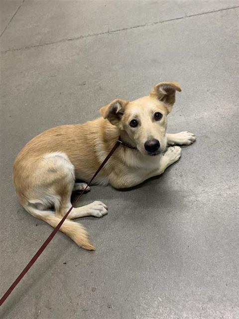 Shelter Stray Male Dog last seen Near BLOCK E FREMONT AVE, FRESNO CA 93710 4005, Fresno, CA 93727