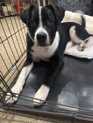 Reunited Male Dog last seen Chattahoochee country club , Gainesville, GA 30503