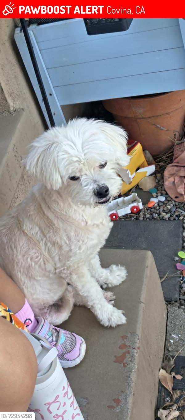 Lost Female Dog last seen Benwood and bellbrook, Covina, CA 91722