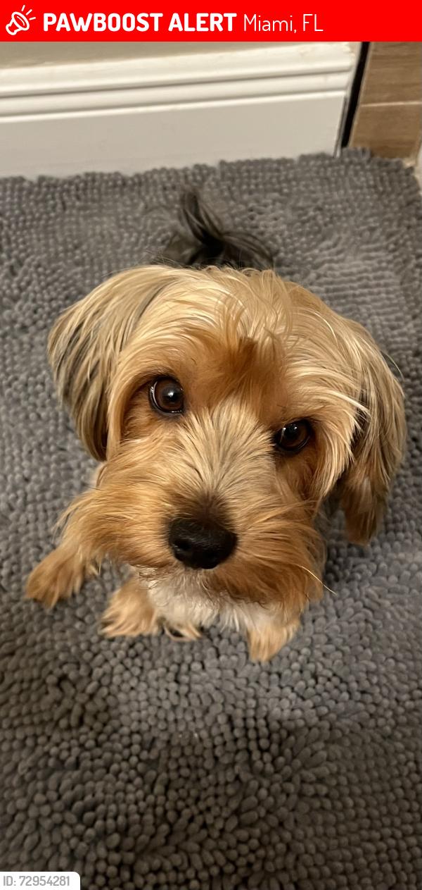 Lost Male Dog last seen Near sw 124th ave, Miami, FL 33175