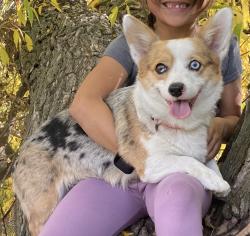 Lost Female Dog last seen Near West 560 South Lehi UT 84043, Lehi, UT 84043