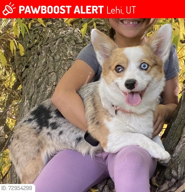 Lost Female Dog last seen Near West 560 South Lehi UT 84043, Lehi, UT 84043