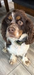 Lost Female Dog last seen Whitlow rd Dunlap tn , Dunlap, TN 37327