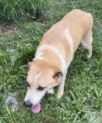 Found/Stray Male Dog last seen West emory & westerly winds, Knoxville, TN 37931