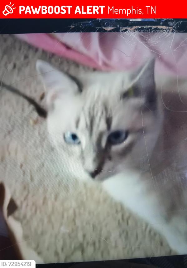 Lost Male Cat last seen 7th and greenlaw, Memphis, TN 38107