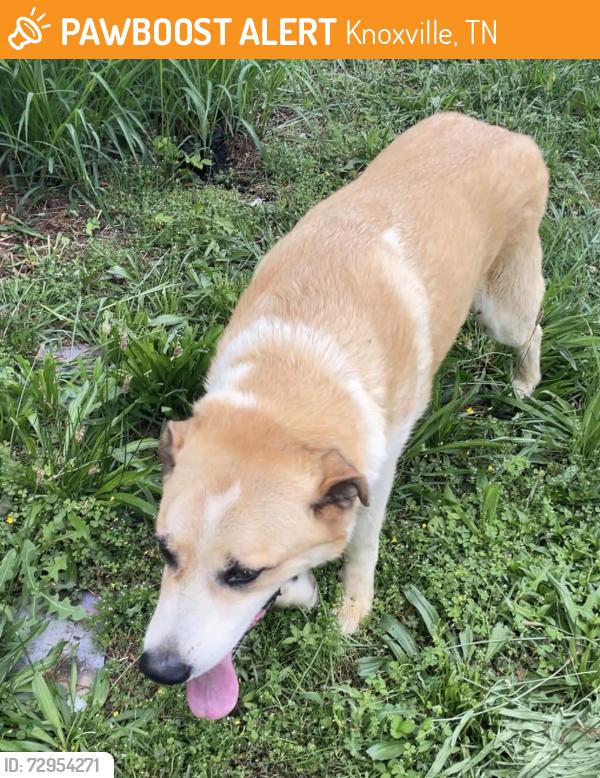 Found/Stray Male Dog last seen West emory & westerly winds, Knoxville, TN 37931