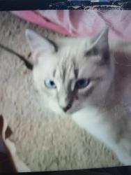 Lost Male Cat last seen 7th and greenlaw, Memphis, TN 38107