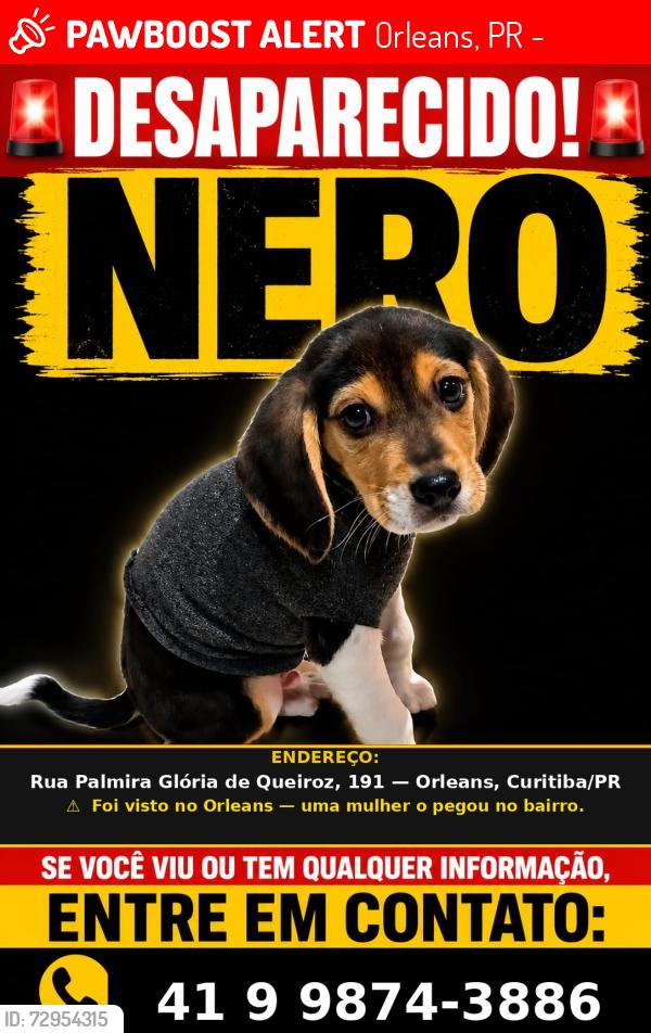 Lost Male Dog last seen Palmira glória de queiroz 191, Orleans, PR 82310-250