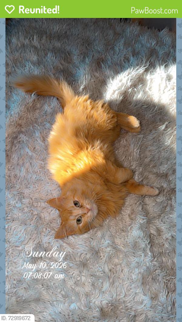 Reunited Female Cat last seen Near Regina Street, Allouez, WI 54301