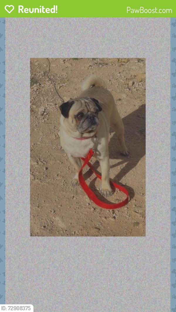 Reunited Male Dog last seen Near Trailblazer Ln Odessa TX 79765, Odessa, TX 79765