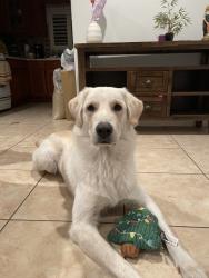 Reunited Female Dog last seen Near Funston Ave, Hawaiian Gardens, CA 90716, USA, Hawaiian Gardens, CA 90716