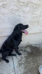 Reunited Male Dog last seen Pratt st , C st , Tulare, CA 93274