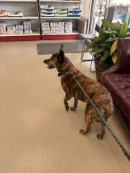 Reunited Female Dog last seen Brenton Ave, Memphis, TN, USA, Memphis, TN 38120