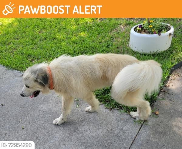 Found/Stray Male Dog last seen Mill Creek Dr. , San Jacinto County, TX 77378