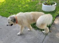 Found/Stray Male Dog last seen Mill Creek Dr. , San Jacinto County, TX 77378