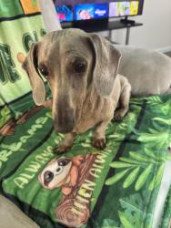 Reunited Male Dog last seen Bedfod Loop E, Southaven, MS 38672