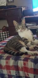 Lost Male Cat last seen Lark Ellen , La Puente, CA 91744