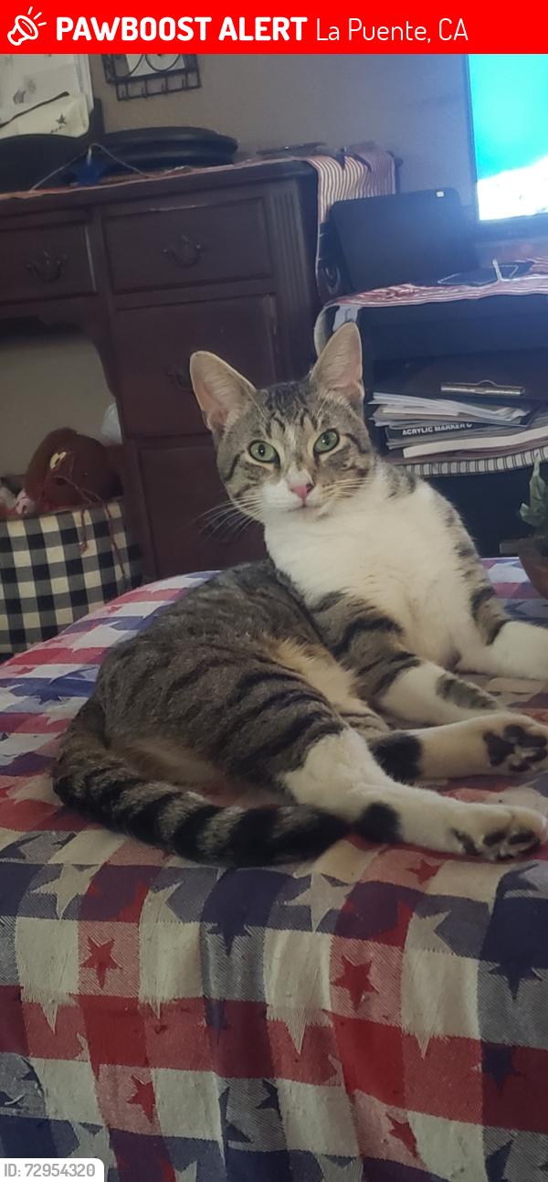 Lost Male Cat last seen Lark Ellen , La Puente, CA 91744