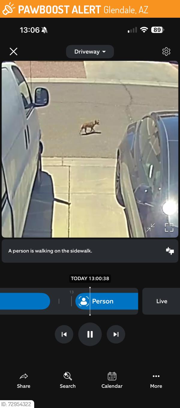 Found/Stray Unknown Dog last seen Ran away at 58th Avenue and Hayward Avenue. I left food and water. , Glendale, AZ 85301