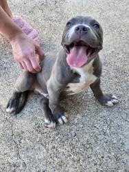 Found/Stray Male Dog last seen Buckingham, Garland, TX 75042