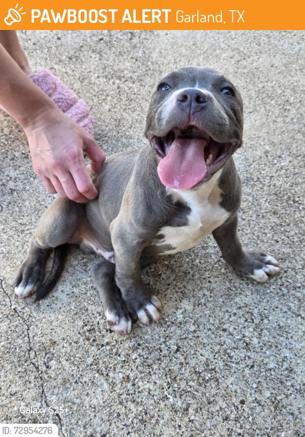 Found/Stray Male Dog last seen Buckingham, Garland, TX 75042