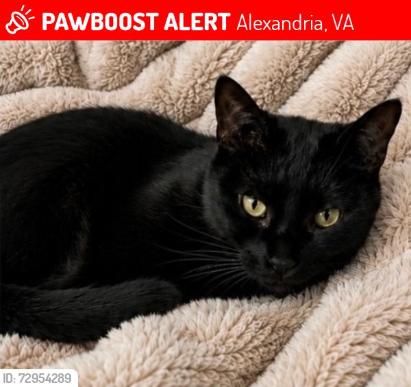 Lost Female Cat last seen Behind Hammond Middle School parking lot, Alexandria, VA 22304