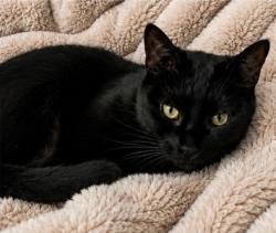 Lost Female Cat last seen Behind Hammond Middle School parking lot, Alexandria, VA 22304