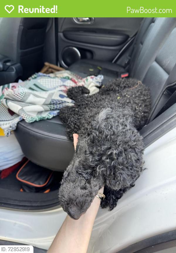 Reunited Female Dog last seen Near Texas roadhouse , North Little Rock, AR 72116