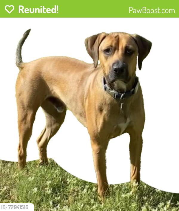 Reunited Male Dog last seen Fiske and Gladiola Circle, Rockledge, FL 32955